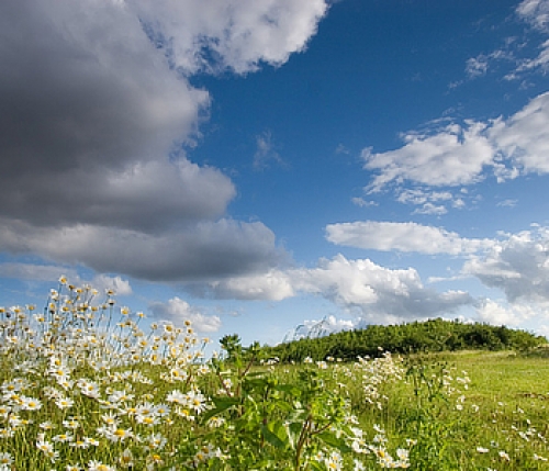 Land Management